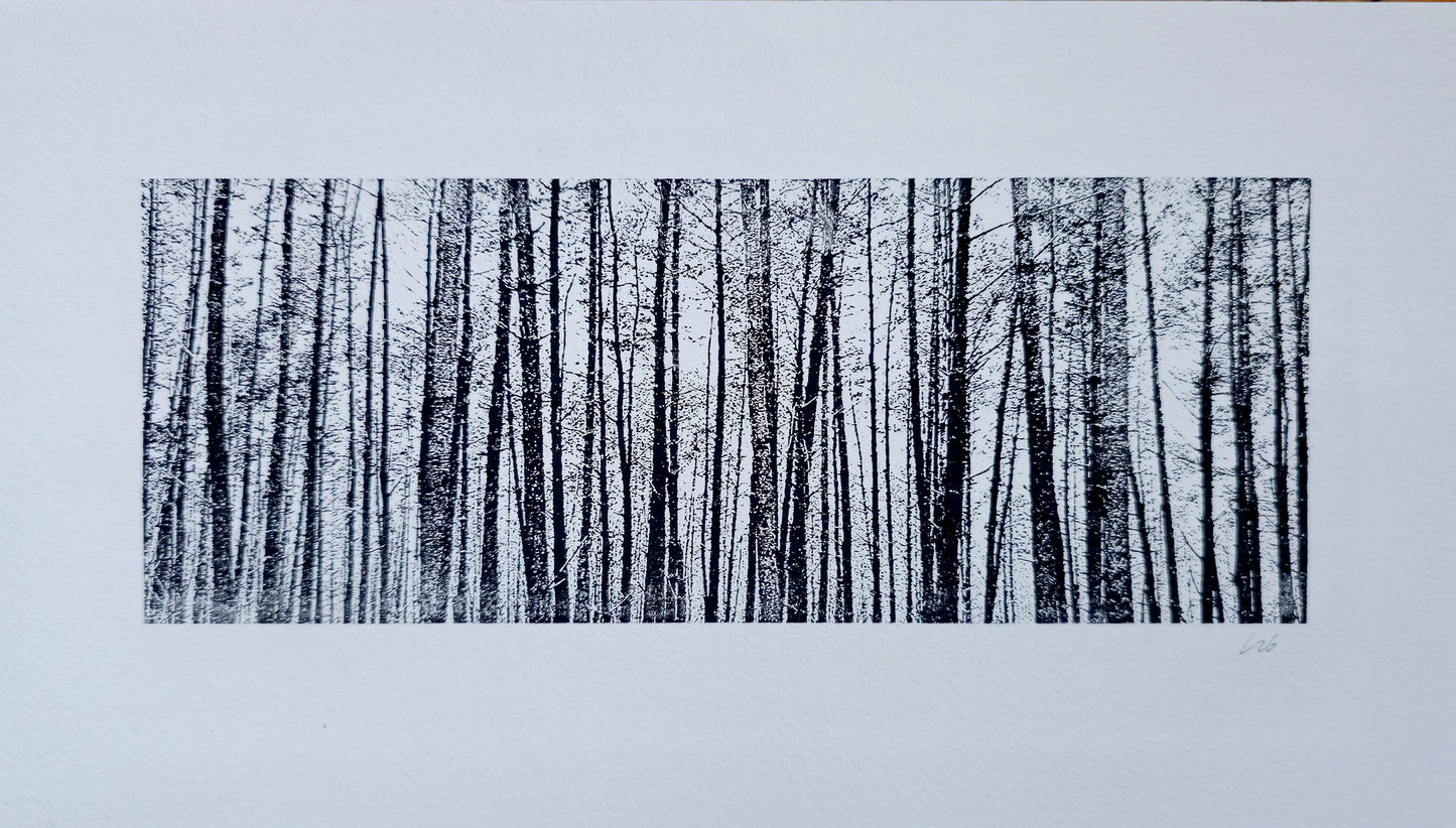Berkenbomen | Acrylgravure