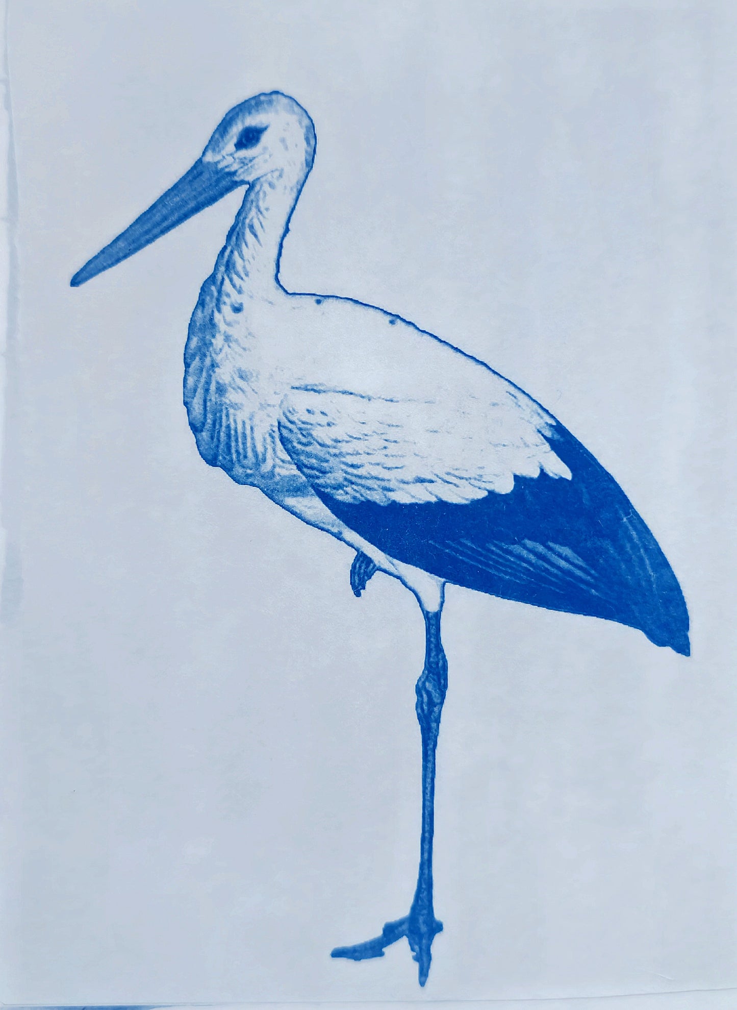 Ooievaar | Cyanotype