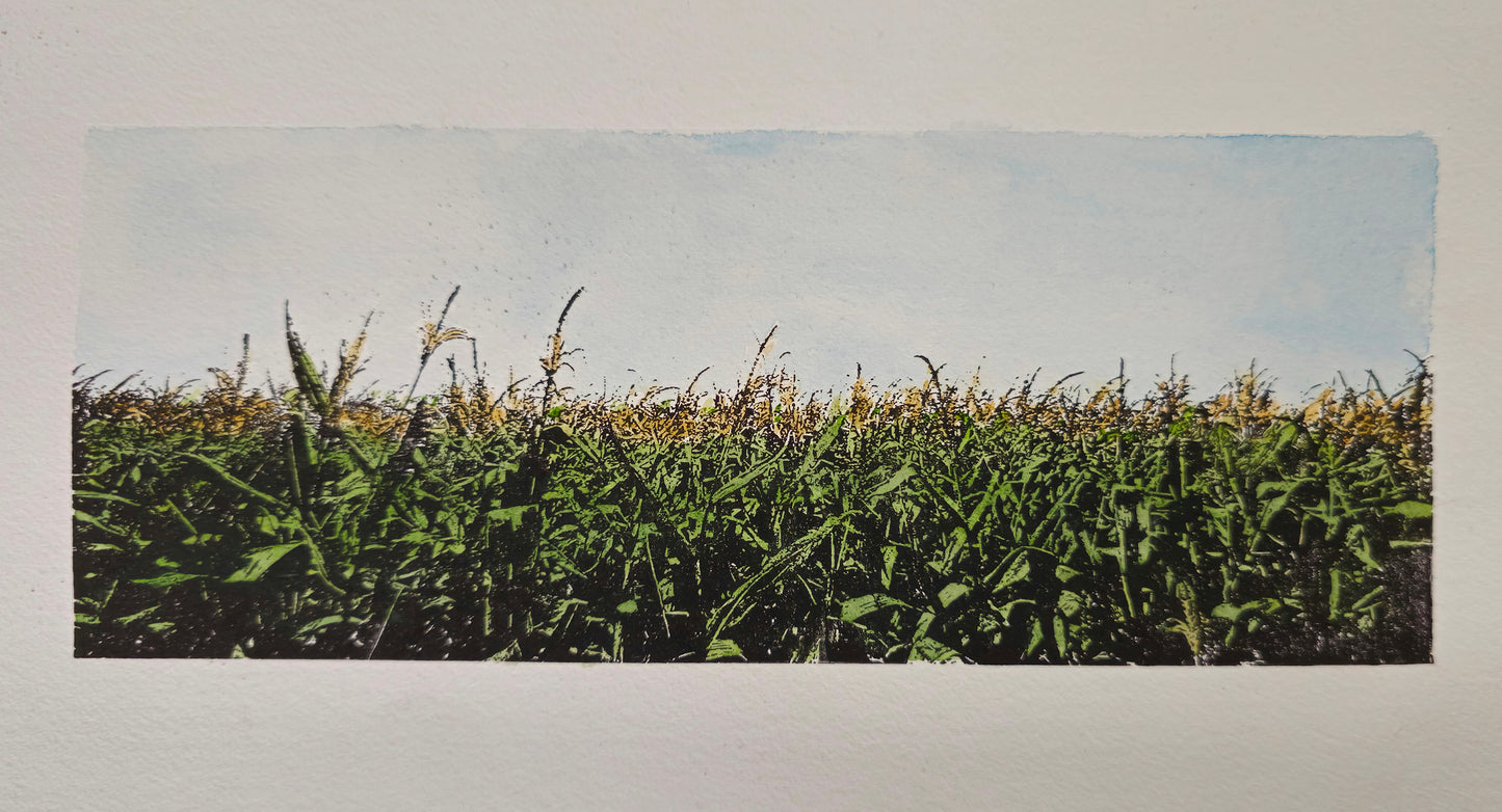Maisveld in de Westhoek | Mixed media