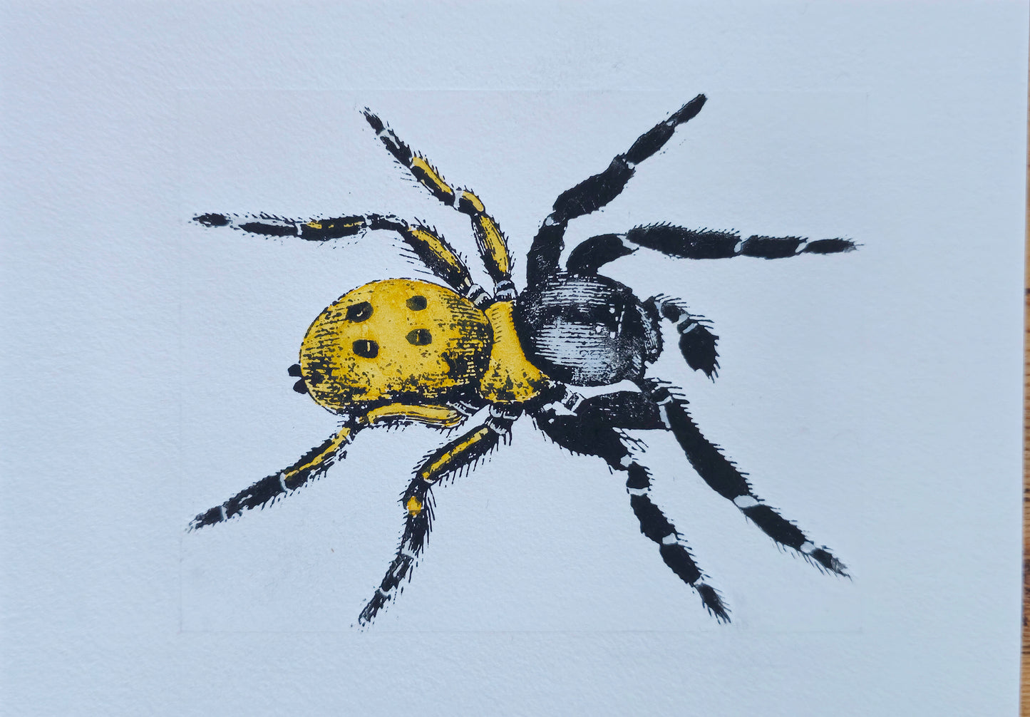Herfstvuurspin | Mixed media