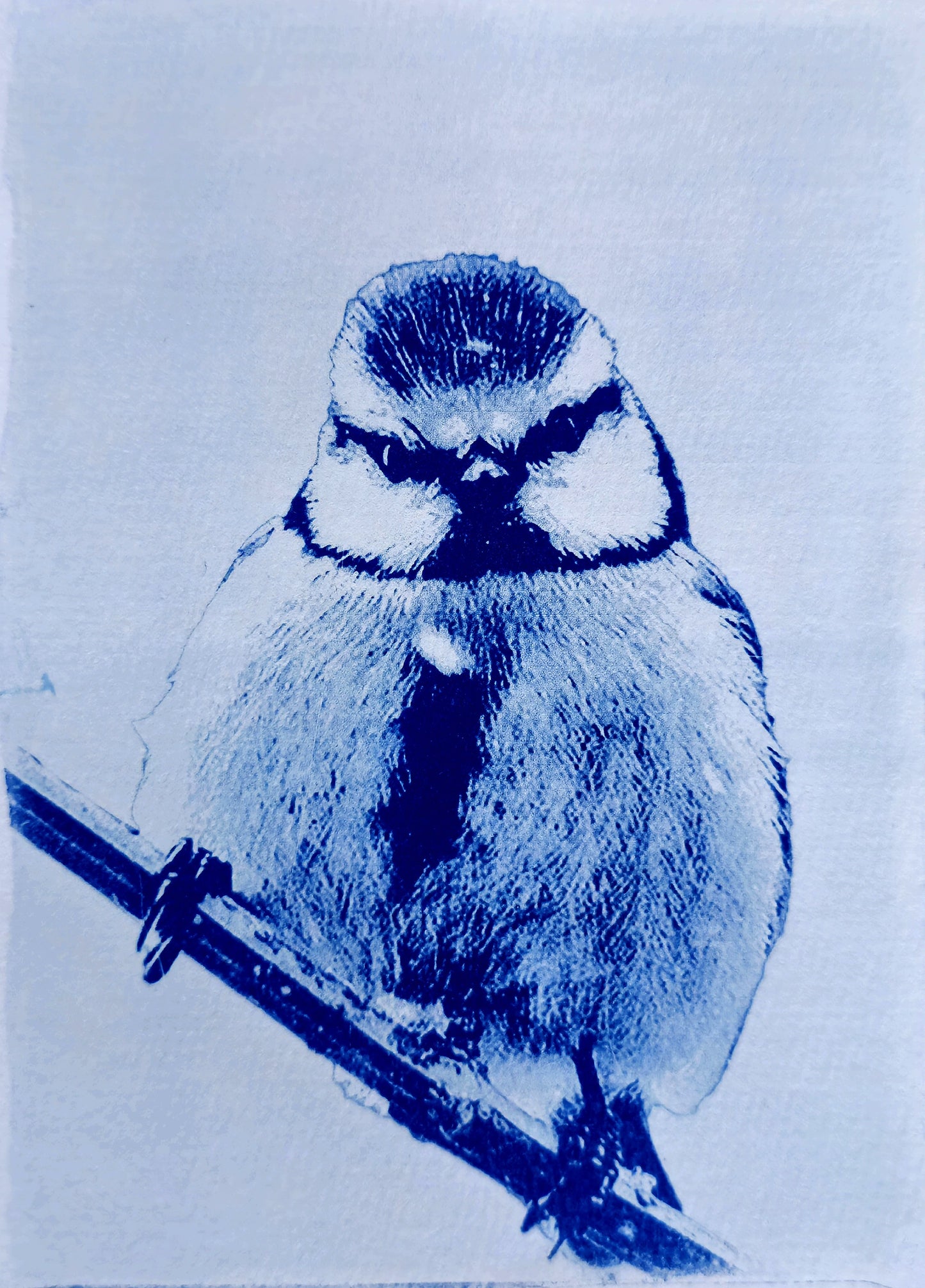Pimpelmees | Cyanotype