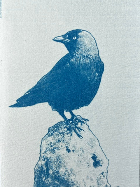 Kauw | Cyanotype