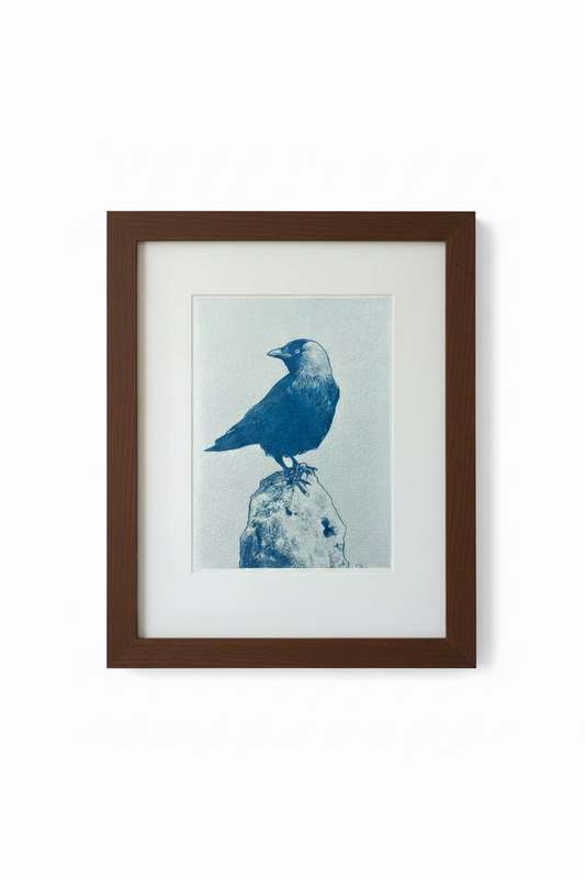 Cyanotype van een kauw op een steen, ingelijst in donkerbruin houten lijst met passepartout
